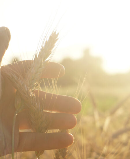 The,Male,Hand,Touches,The,Wheat